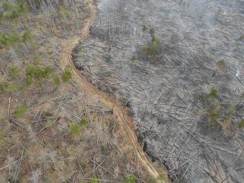 Forest fire Stock Photos