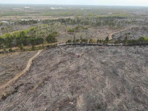 Forest fire Stock Photos
