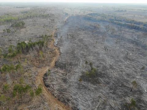 Forest fire Stock Photos