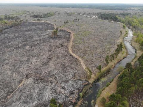 Forest fire Stock Photos