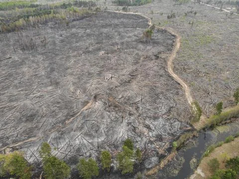 Forest fire Stock Photos