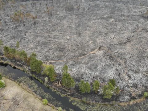 Forest fire Stock Photos