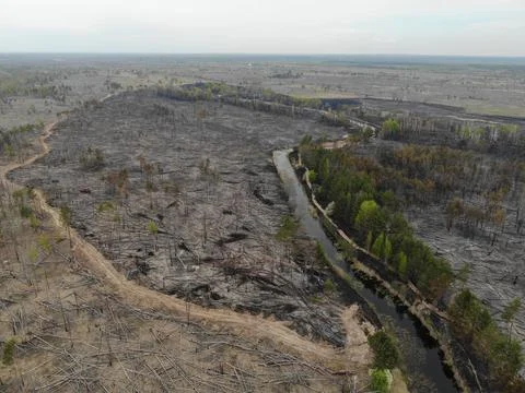 Forest fire Stock Photos