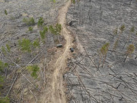 Forest fire Stock Photos