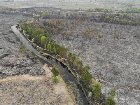 Forest fire Stock Photos