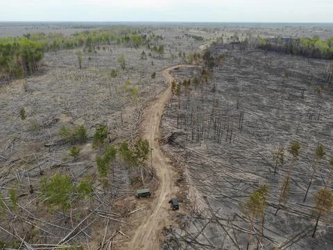 Forest fire Stock Photos