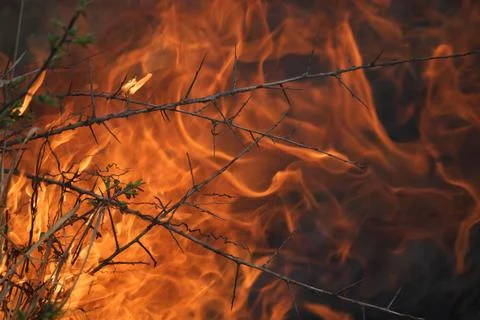 Forest on fire Stock Photos