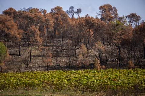 Forest fire Stock Photos