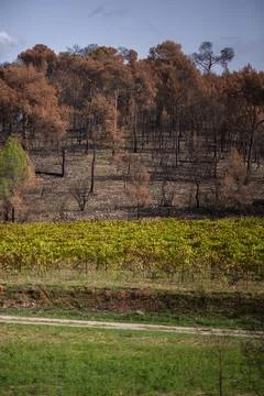 Forest fire Stock Photos