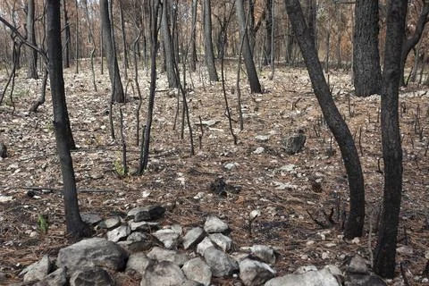 Forest fire Stock Photos