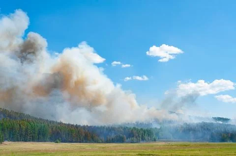 Forest fire Stock Photos