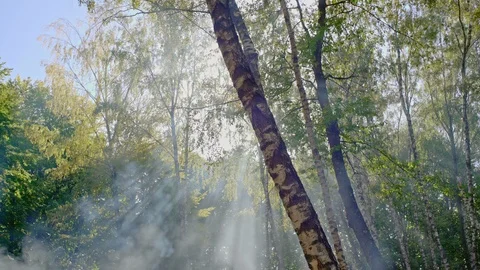 Forest fire in the pine forest and smoke, burning moss Stock Footage 97656744