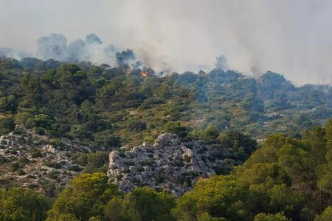 Forest fire in a pine forest caused by high summer temperatures Stockfoto's