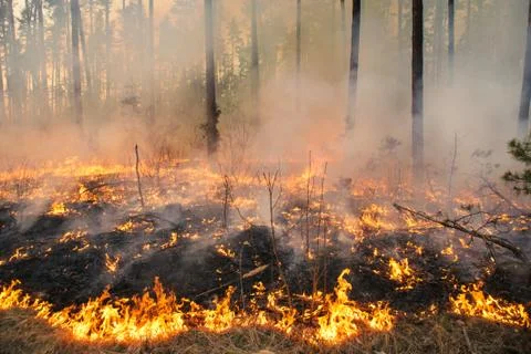 Forest fire in pine stand Stock Photos