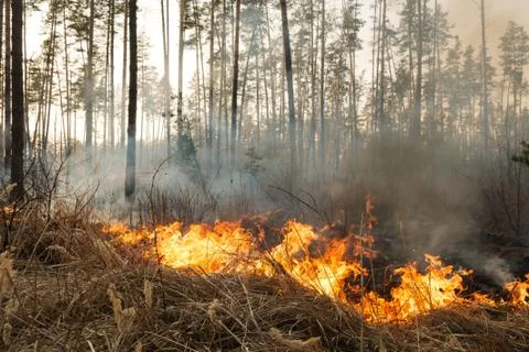 Forest fire in pine stand Foto stock
