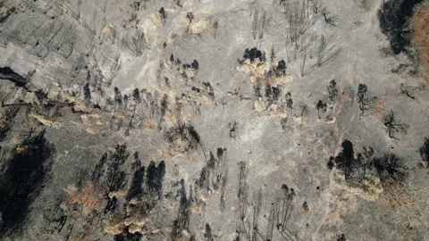 Forest fire in Portugal Stock Footage 260691900