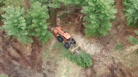 Forest Fire Prevention, Logger Cuts Tree and Grinds into Pieces, 4K Stock Footage 116989897