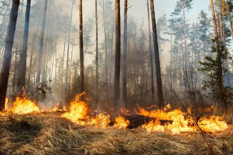 Forest fire in progress Foto stock