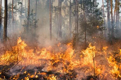 Forest fire in progress Stock Photos
