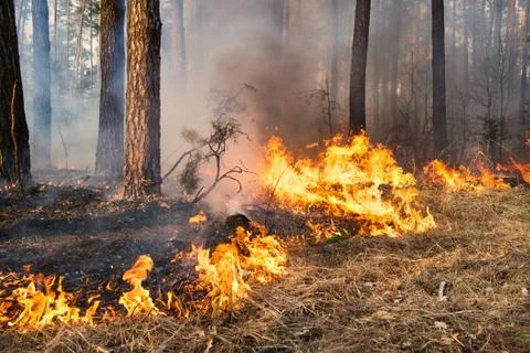 Forest fire in progress Foto stock