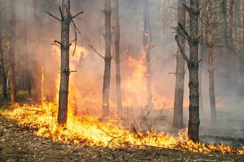Forest fire in progress Stock Photos