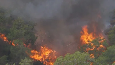 A forest fire rages out of control as trees are engulfed in the orange hot Stock Footage 120204581