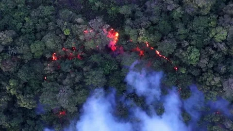 Forest fire rages through dense green canopy Vidéo 334589904