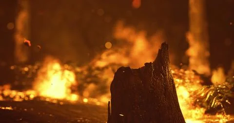 Forest fire raging through dried vegetation at sunset in a remote area 스톡 일러스트