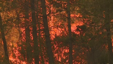FOREST FIRE REDDING CALIFORNIA   WILDFIRES FLAMES DEVASTATION HD VIDEO 1920X1080 Vidéo 93489751