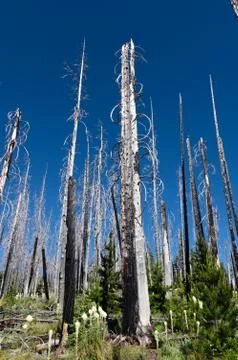 Forest fire regeneration. Stock Photos