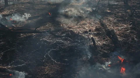 Forest fire remains Stock Footage 52677966