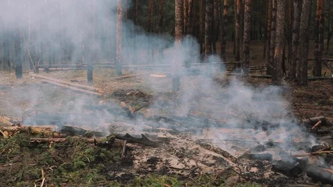 Forest fire, sawn trees burn and smoke after wood deforestation, destruction of Stock Footage 89403053