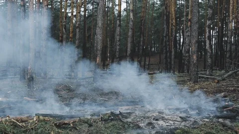 Forest fire, sawn trees burn and smoke after wood deforestation, destruction of Stock Footage 89403056