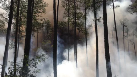 Forest fire, SE USA Stock Footage