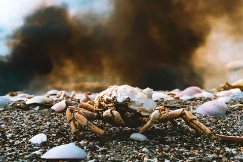 Forest fire seen from the sea with corpse of crab 스톡 사진