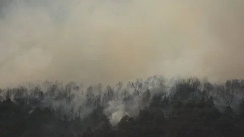 Forest fire on the side of a mountain ridge, Stock Footage 92606021