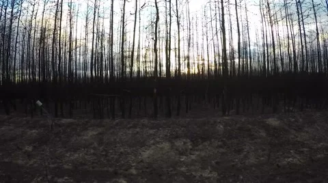 Forest fire site Stock Footage 55020874