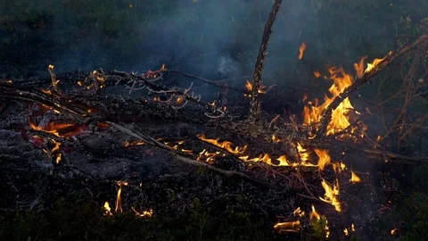 Forest fire slow motion 11 Stockbeeldmateriaal 82231817