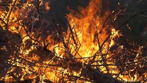 Forest fire slow motion 2 動画素材 82231051