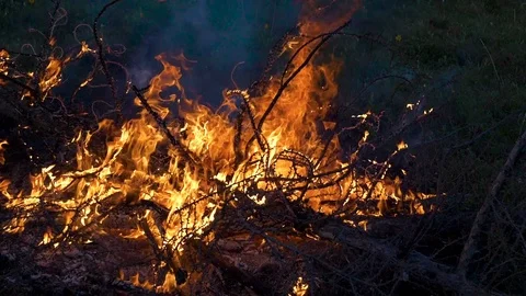 Forest fire slow motion 4 Stockbeeldmateriaal 82231274