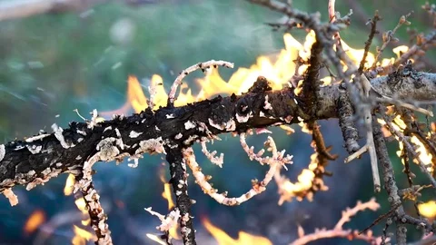 Forest fire slow motion 5 Stockbeeldmateriaal 82231232
