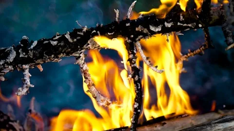 Forest fire slow motion 6 Stock Footage 82231333