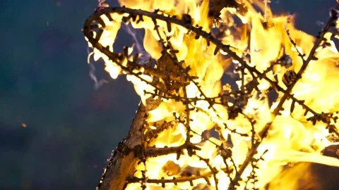 Forest fire slow motion 9 Stock Footage 82231626