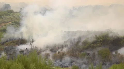 Forest Fire Smoke Billowing 스톡 동영상 318443536