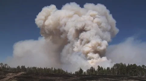 Forest fire smoke billowing over trees zoom in Stock Footage 40751013