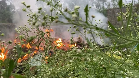 Forest fire with smoke Vídeos de archivo 166044435