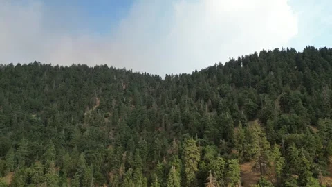 Forest Fire Smoke, Old Growth Forest, Pine Trees, Oak Trees Video stock 280325591