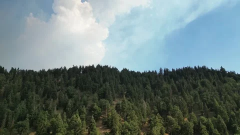 Forest Fire Smoke, Old Growth Forest, Pine Trees, Oak Trees Video stock 280325602