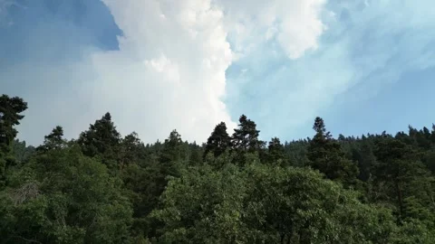 Forest Fire Smoke, Old Growth Forest, Pine Trees, Oak Trees Video stock 280325632