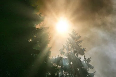 Forest fire smoke sunbeams danger change climatic Foto stock